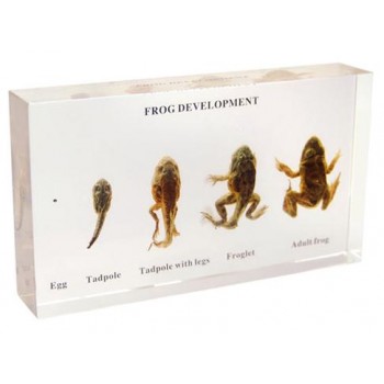 Specimen Of Frog Development