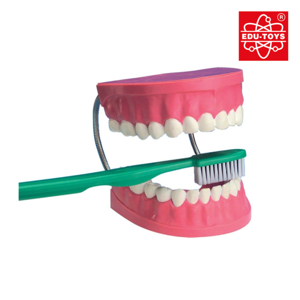 2x Giant Dental Care Model with Toothbrush