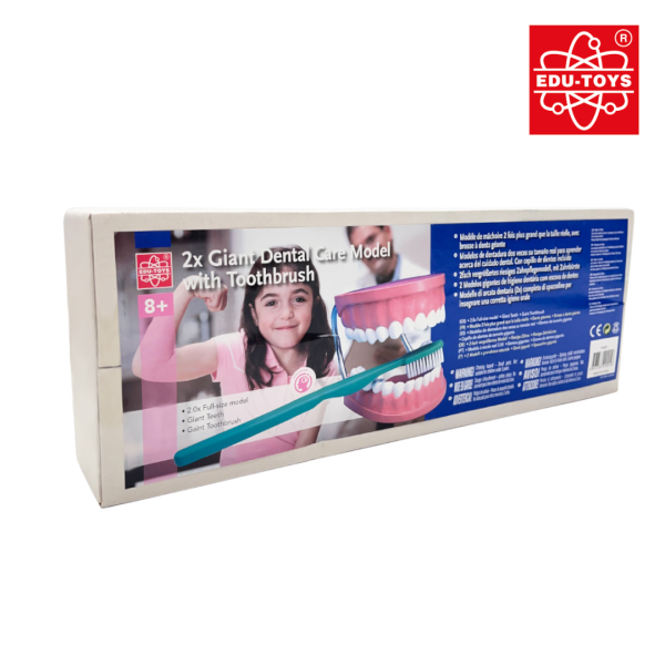 2x Giant Dental Care Model with Toothbrush - Image 2