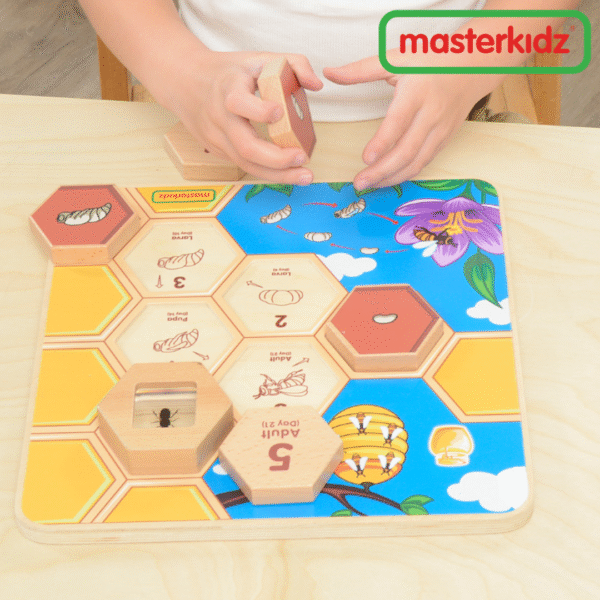 Masterkidz - Bee Life Cycle Handy Learning Board - Image 3